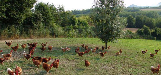 galline stato brado
